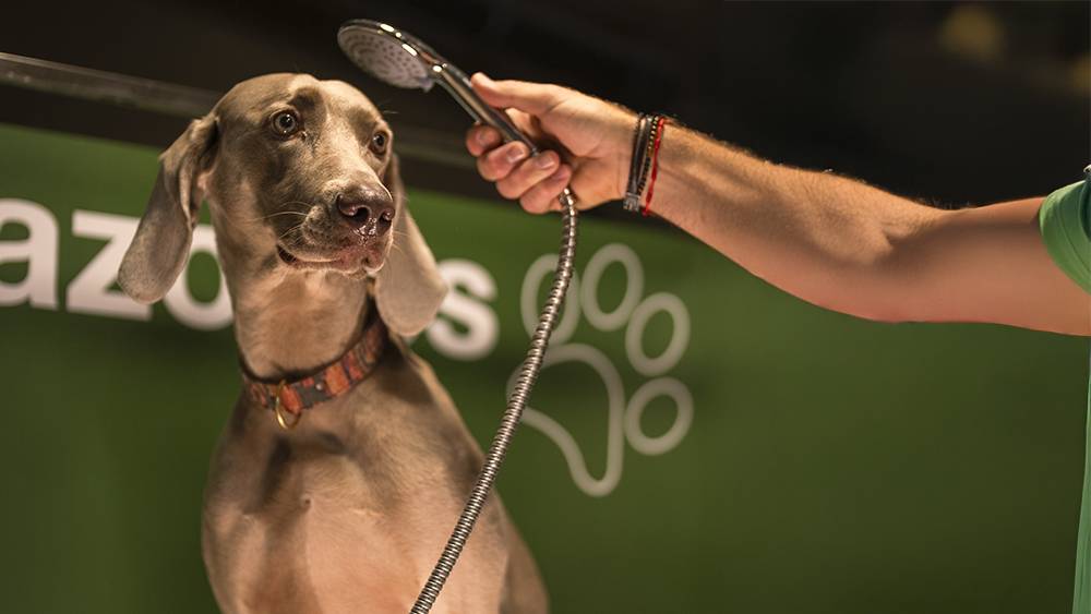 Higiene básica de tu mascota perruna