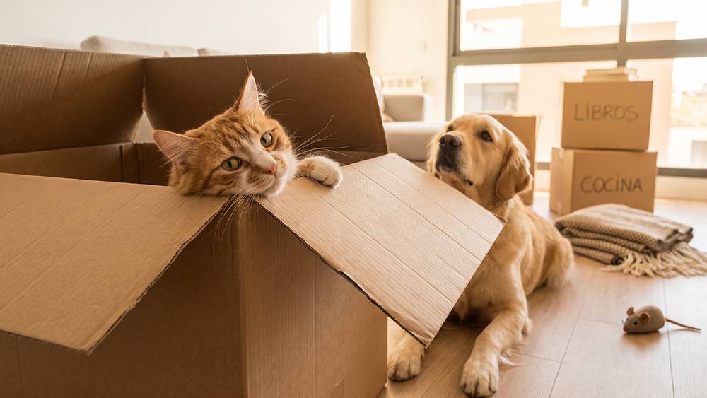 Mudarse con mascotas sin estrés